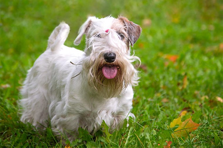 Hundraser: Sealyhamterrier