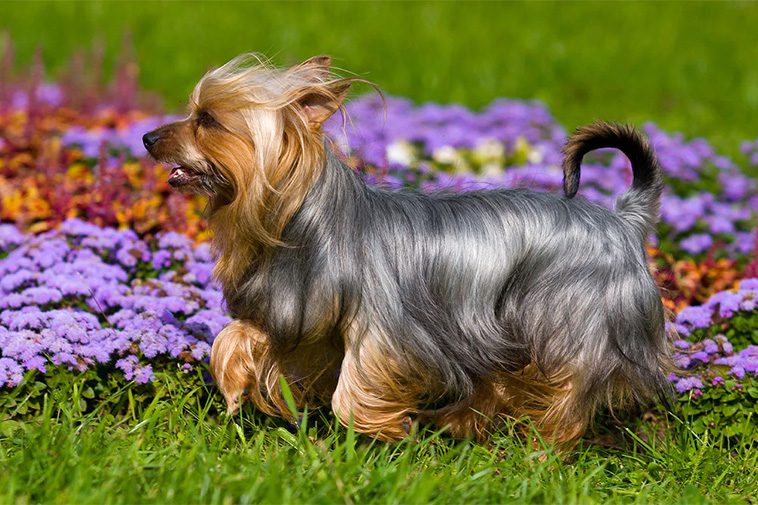 Allt om Australisk Silkyterrier: Egenskaper, ursprung, hälsa och skötsel