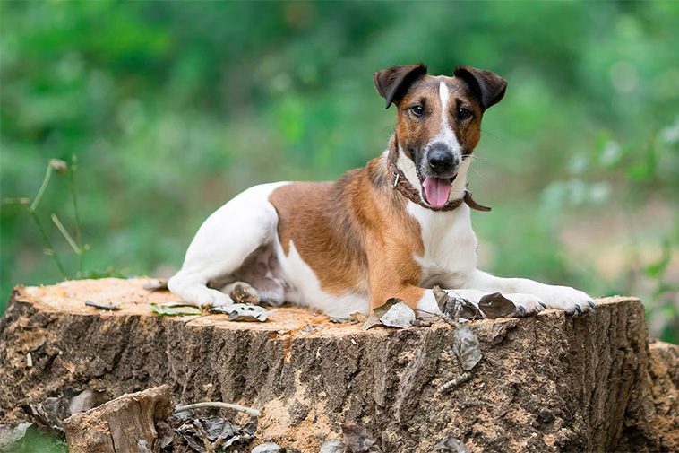 Hundraser: Släthårig foxterrier