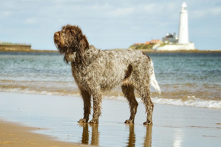 Hundraser: Spinone
