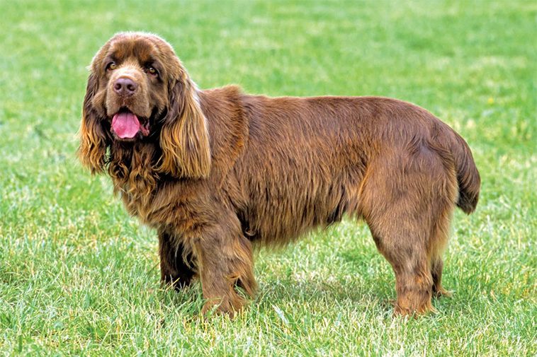 Hundraser: Sussex spaniel