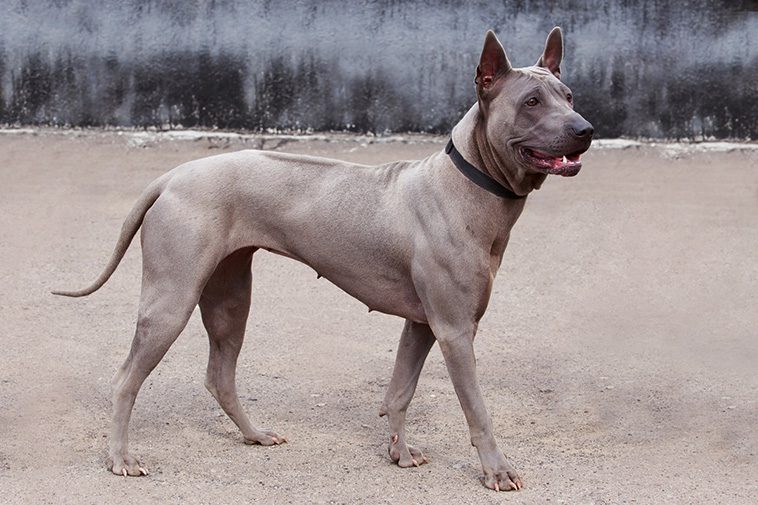 Hundraser: Thai ridgeback dog