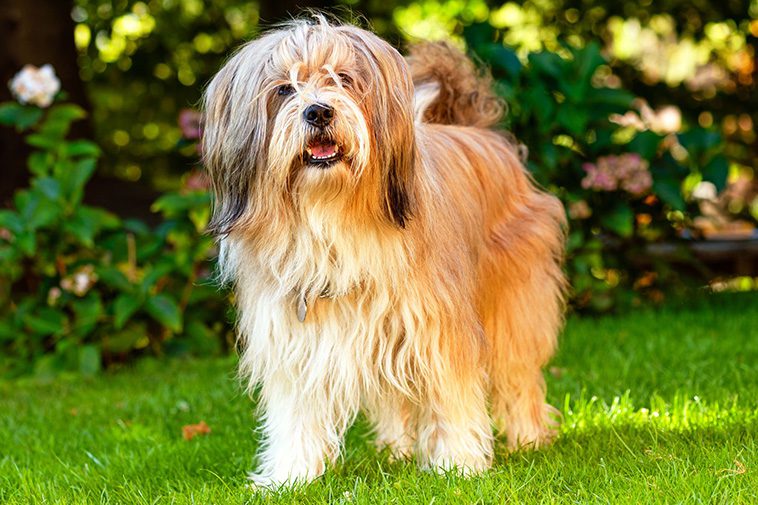 Hundraser: Tibetansk terrier