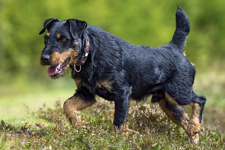 Hundraser: Tysk jaktterrier