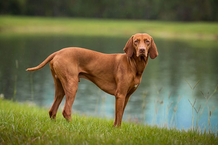 Hundraser: Ungersk vizsla (korthårig)