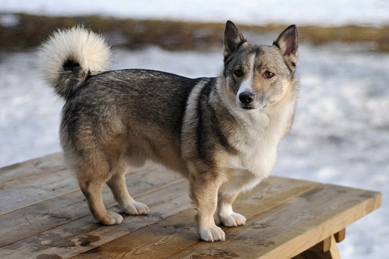 Hundraser: Västgötaspets