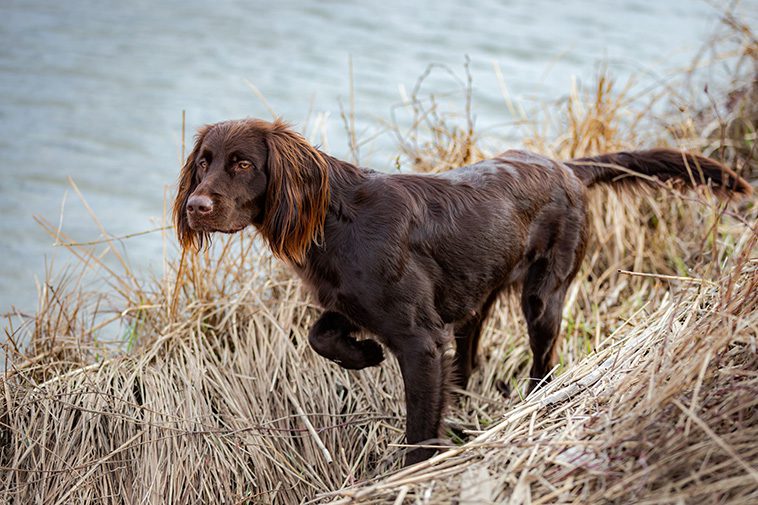 Hundraser: Wachtelhund
