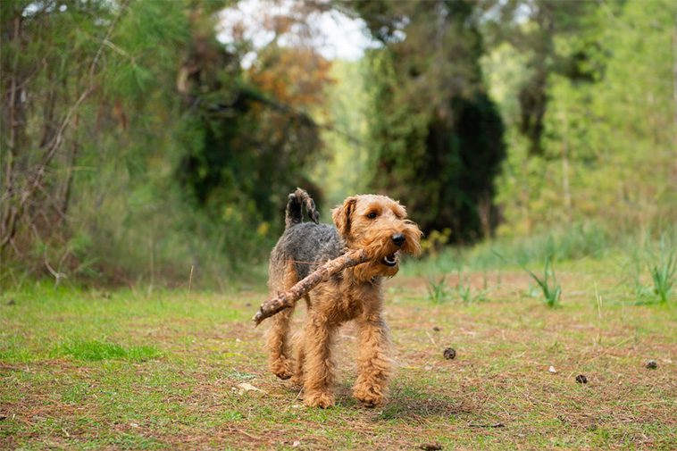 Hundraser: Welshterrier