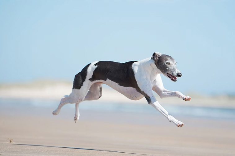 Hundraser: Whippet