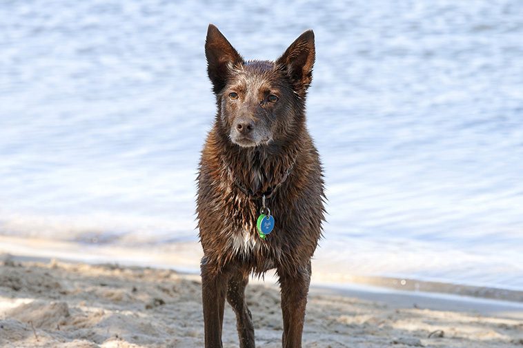 Hundraser: Working kelpie
