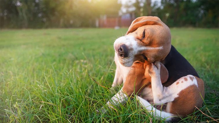 Genom att vara uppmärksam på de vanligaste tecknen på allergi  kan du hjälpa din hund att leva ett friskare och gladare liv