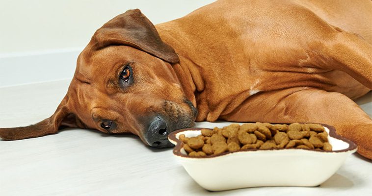 5 tecken på allergi hos hundar och hur du hanterar det:
4. Mag- och tarmproblem