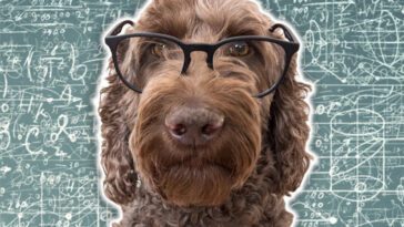 Så testar du din hunds IQ – fem enkla tester du kan göra hemma