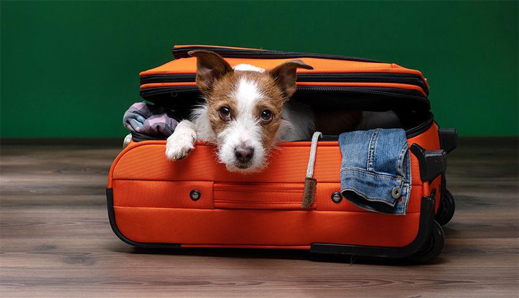 Så förbereder du din hund för en lång bilresa:
Packa rätt utrustning.