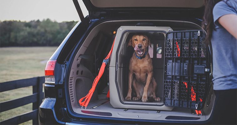 Så förbereder du din hund för en lång bilresa:
#2: Transportbur.