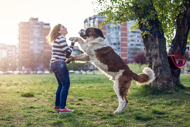 Så får du din hund att sluta hoppa på människor