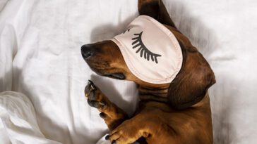 Sova i sängen eller egen plats? Vad är bäst för din hund?