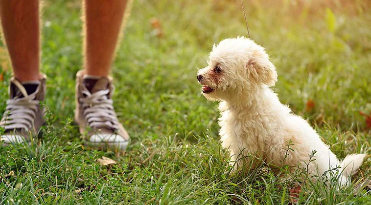 6 hundraser som passar bäst för nybörjare:
Bichon Frisé