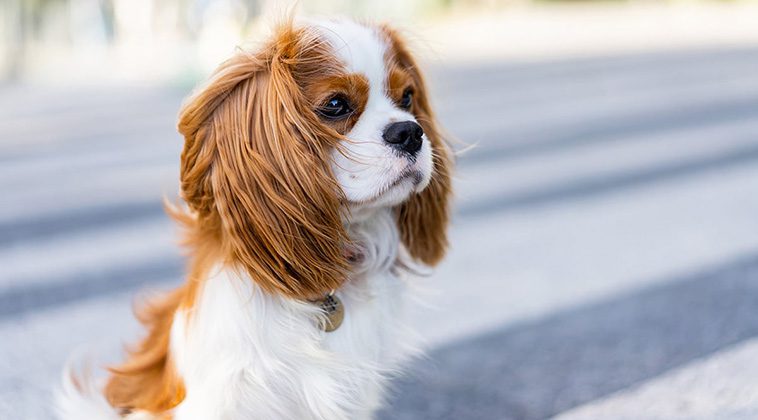 6 hundraser som passar bäst för nybörjare:
Cavalier King Charles Spaniel