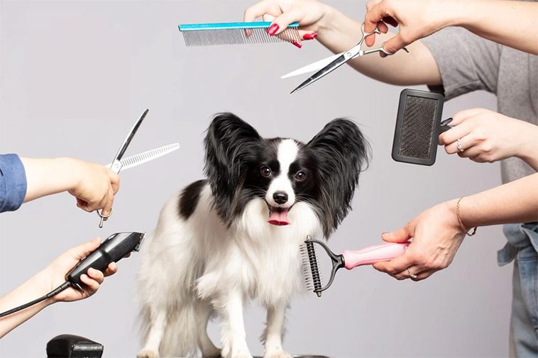 Så tar du hand om din hunds päls: Borstning, bad och trimning