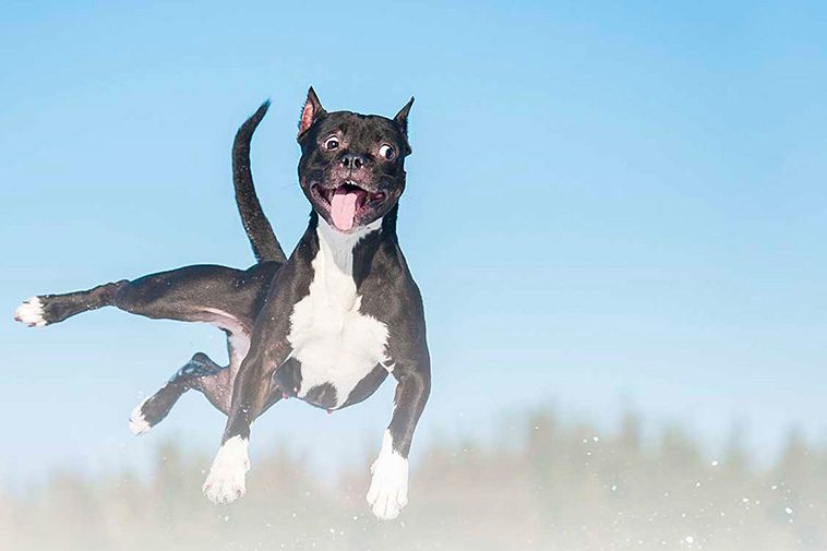 Hur du hanterar en hyperaktiv hund: Tips för att lugna ner och fokusera
