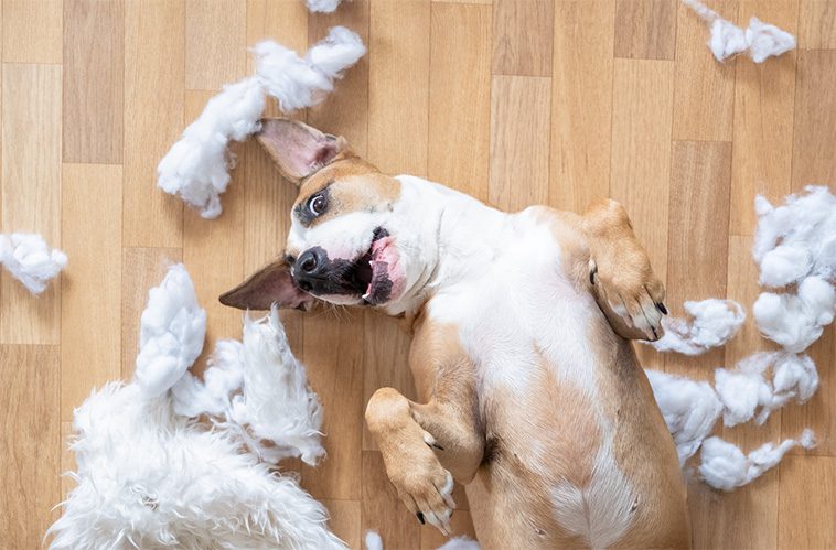 Hur du hanterar en hyperaktiv hund: Tips för att lugna ner och fokusera:
Förstå orsaken till hyperaktivitet