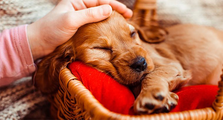 Att introducera en ny hund i hemmet: Vad du behöver veta:
Att förstå och respektera din nya hunds behov.
