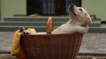 Att introducera en ny hund till hemmet: Vad du behöver veta