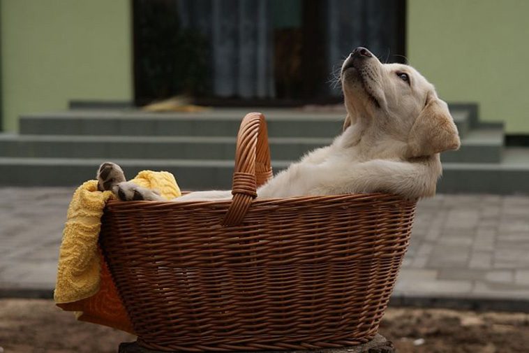 Att introducera en ny hund till hemmet: Vad du behöver veta