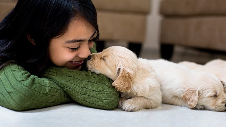 Att introducera en ny hund i hemmet: Vad du behöver veta:
Introduktion till familjemedlemmar
