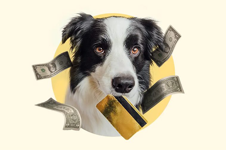 Kostnader att tänka på när du skaffar hund