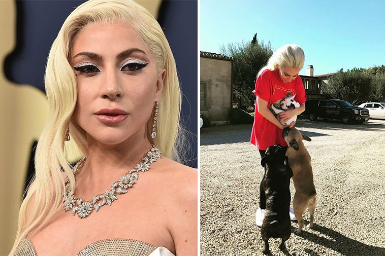 Lady Gaga presenterar ny valp tre år efter den skrämmande hundkidnappningen