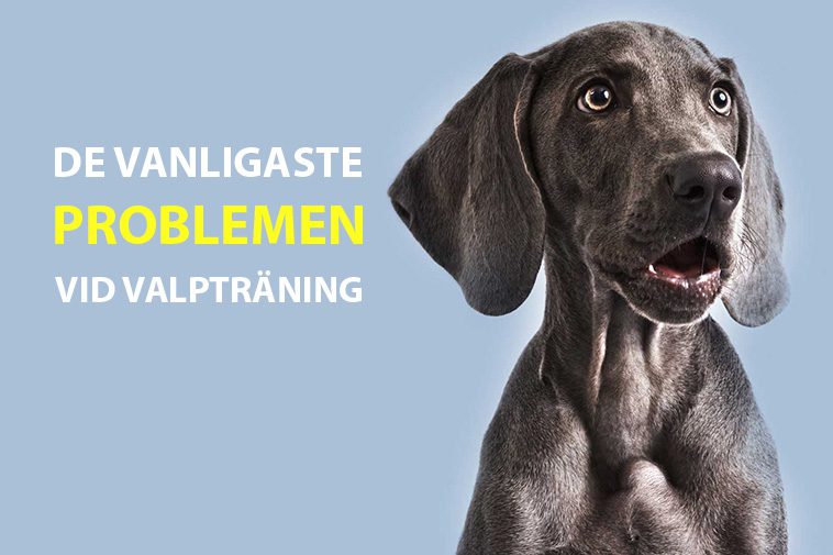 De vanligaste problemen vid valpträning