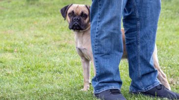 Vad gör du om din hund är rädd för andra hundar?