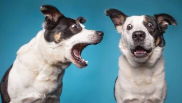 Så får du din hund att sluta med sitt överdrivna skällande