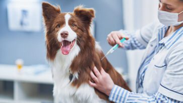 Hälsovård för din nya hund: Vaccinationer och veterinärbesök