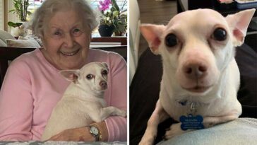 Oönskad 11-årig hund adopteras av 100-årig kvinna: "Gucci ger så mycket glädje!"