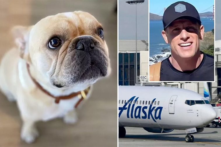 Fransk bulldogg dör på Alaska Airlines-flyg – familjen stämmer flygbolaget