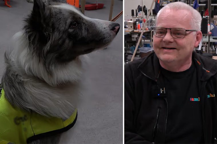 Samhall har fått en stororder på skyddsvästar för hundar – ska hjälpa mot vargattacker