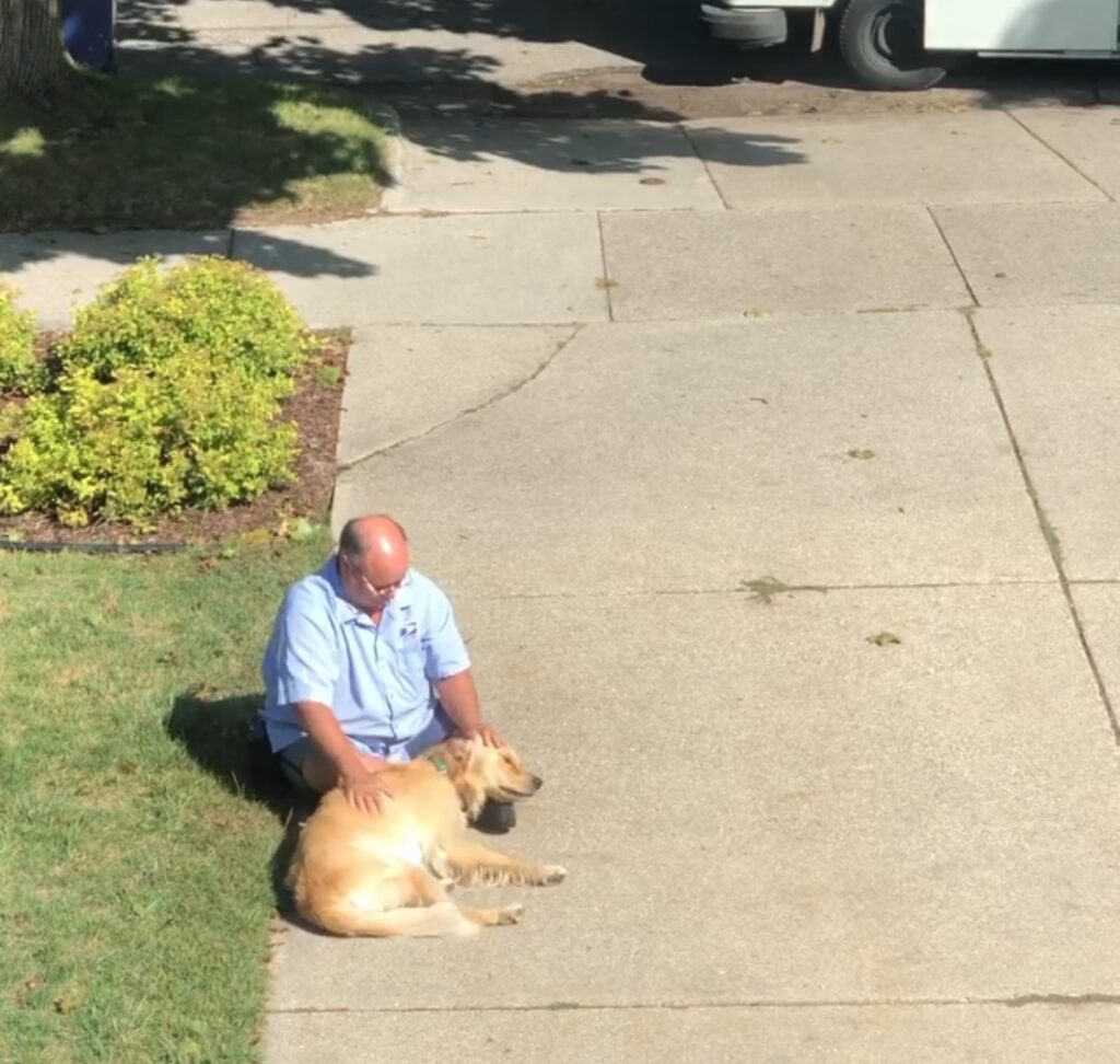 Brevbärarens dagliga hälsning till Labradoren får hela internet att smälta
