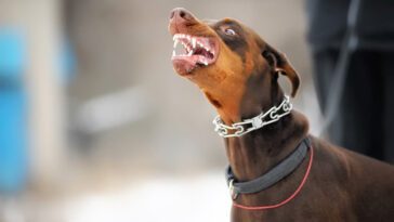10 anledningar varför du aldrig någonsin ska skaffa en Dobermann