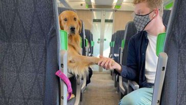 Den charmiga Golden Retrievern som sprider glädje på tågresor – Möt Huxley, hunden som charmar alla