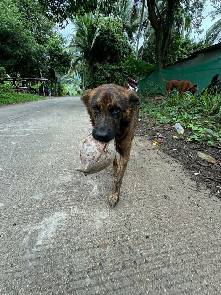 Herrelös hund får allas hjärtan att smälta –  tar med present till mannen varje gång han kommer för att mata henne
