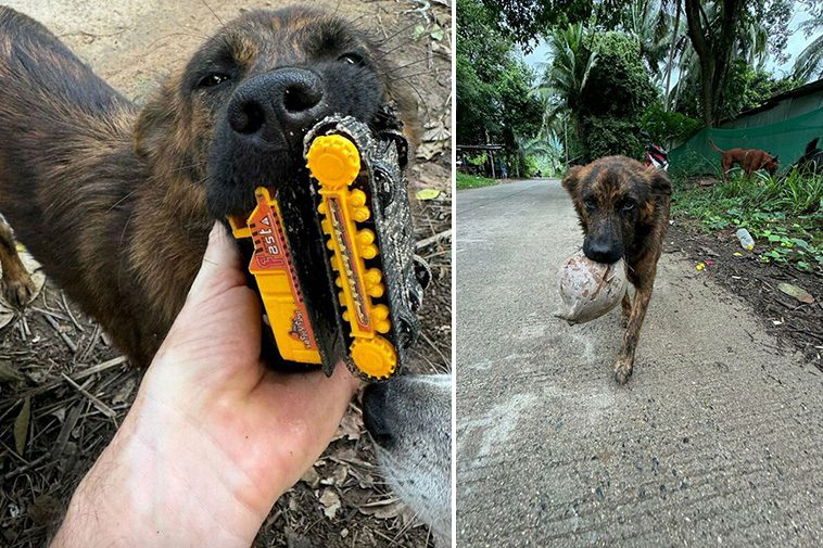 Herrelös hund får allas hjärtan att smälta – tar med gåvor till mannen varje gång han kommer för att mata henne