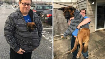 22 otroligt roliga bilder på stora hundar som inte vet sin egentliga storlek