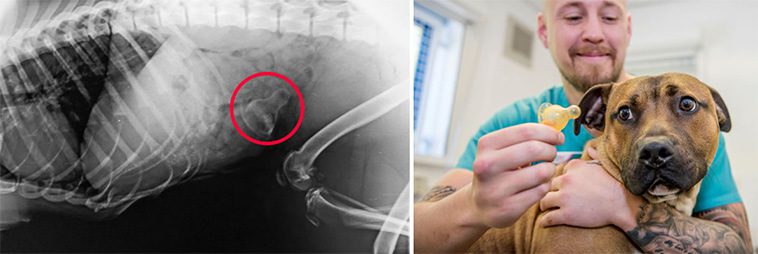 En deltagare i undersökningen berättade: "Allt hon ser utomhus stoppar hon i munnen".