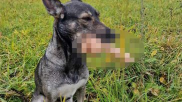 Malins hund skulle hämta bollen – kom tillbaka med något som fick hela Sverige att skratta