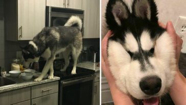 26 oemotståndliga Siberian Husky-bilder som får varje hundägares hjärta att smälta