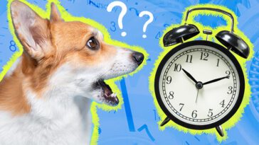 Så vet din hund tiden – utan att kunna klockan