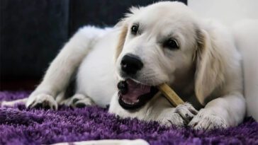 Varning: Här är det vanliga tuggbenet som kan ge din hund njurskador